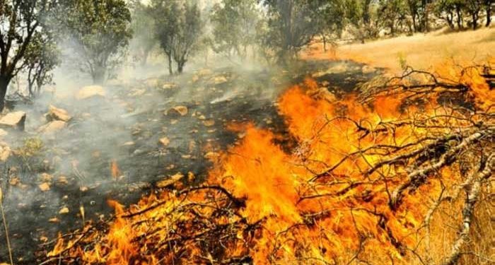 تداوم آتش‌سوزی در جنگل‌های مریوان